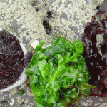Selection of Seaweeds