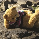 teddybear sitting on the rocks for the teddybear picnic